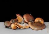 Gymnopilus aeruginosus image