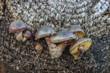 Gymnopilus aeruginosus image