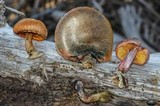 Gymnopilus aeruginosus image