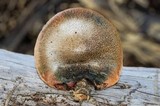 Gymnopilus aeruginosus image