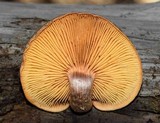 Gymnopilus aeruginosus image