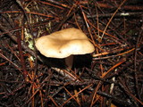 Lyophyllum semitale image