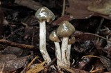 Psilocybe baeocystis image