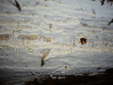 Skeletocutis stellae image