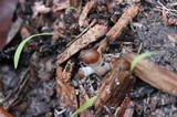 Psilocybe subaeruginosa image