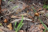 Psilocybe subaeruginosa image