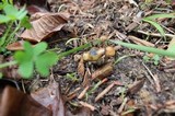 Psilocybe subaeruginosa image