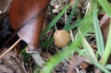 Psilocybe subaeruginosa image