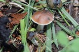 Psilocybe subaeruginosa image