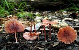 Laccaria vinaceobrunnea image