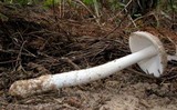 Amanita sect. Vaginatae image