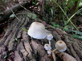 Lentinus tigrinus image