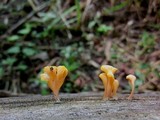 Dacryopinax spathularia image
