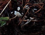 Baeospora myosura image