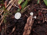 Cheimonophyllum candidissimum image