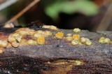 Sphaerobolus stellatus image