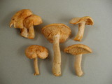 Hydnum oregonense image
