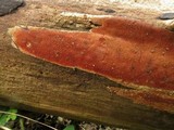 Ceriporia spissa image