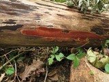 Ceriporia spissa image