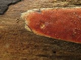 Ceriporia spissa image