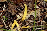 Neolecta irregularis image