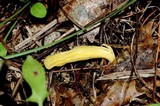 Neolecta irregularis image