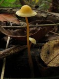 Mycena crocea image
