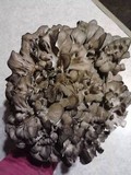 Grifola frondosa image