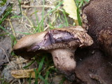 Sarcodon joeides image