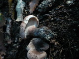 Sarcodon scabrosus image