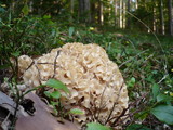 Sparassis crispa image