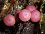 Callistosporium terrigenum image