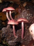 Callistosporium terrigenum image