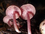 Callistosporium terrigenum image