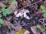 Agaricus moelleri image