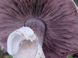 Agaricus moelleri image