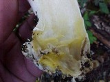 Agaricus moelleri image