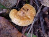Paxillus involutus image