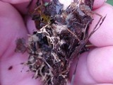 Paxillus involutus image