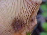 Paxillus involutus image