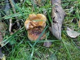 Paxillus involutus image