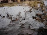 Subulicystidium longisporum image
