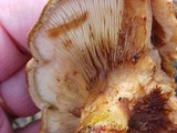 Paxillus involutus image