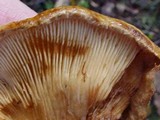 Paxillus involutus image