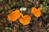 Neottiella rutilans image