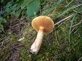 Suillus tridentinus image
