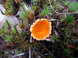 Neottiella rutilans image