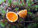 Neottiella rutilans image