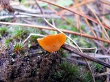 Neottiella rutilans image