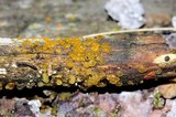 Dacrymyces stillatus image